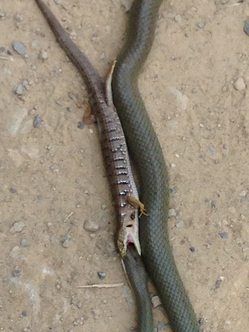 Snake vs. Alligator Lizard: An epiᴄ battle - Jonathan Meader